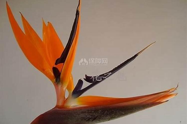 鹤望兰叶子焦黄卷曲原因是什么