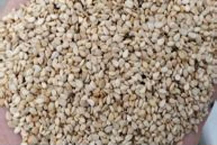 菊花施什么肥料好 应该怎么施肥好