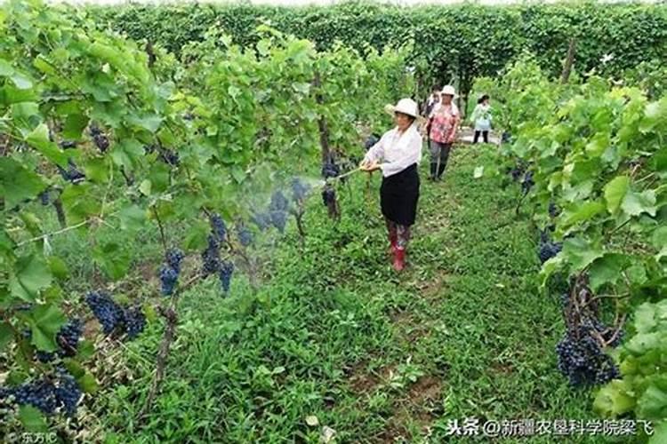 给杨柳树施肥是氯化钾好还是硫酸钾好？