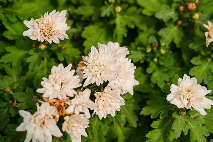 菊花施肥用尿素可以吗
