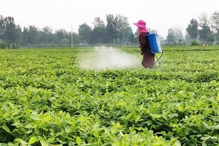 花生喷施硼肥的最佳时间 什么时候喷施最好