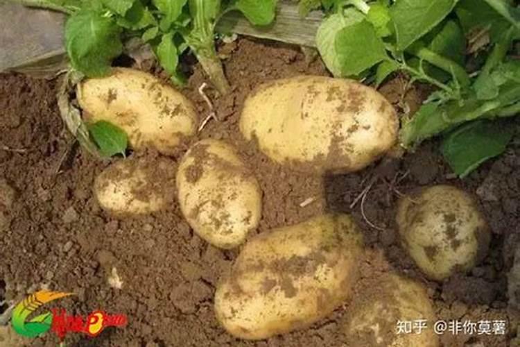 马铃薯施什么肥最好