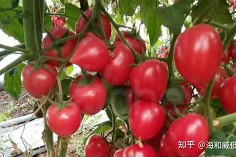 水溶肥能做底肥吗