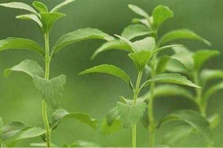 适合夏季养的花卉有哪些