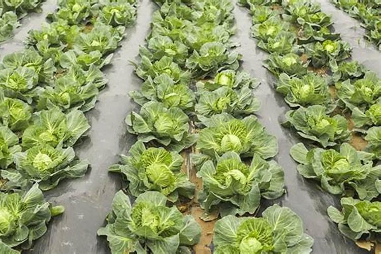 卷心菜还可以施什么肥料