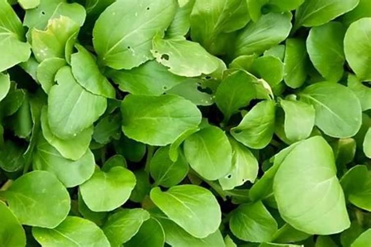 上海青种植时间和方法 上海青怎么种植