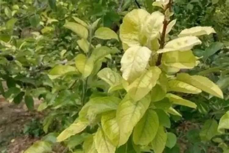 松树会开花吗？松树图片