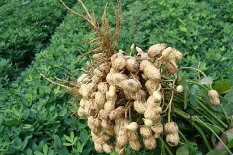 花生高产用什么肥料