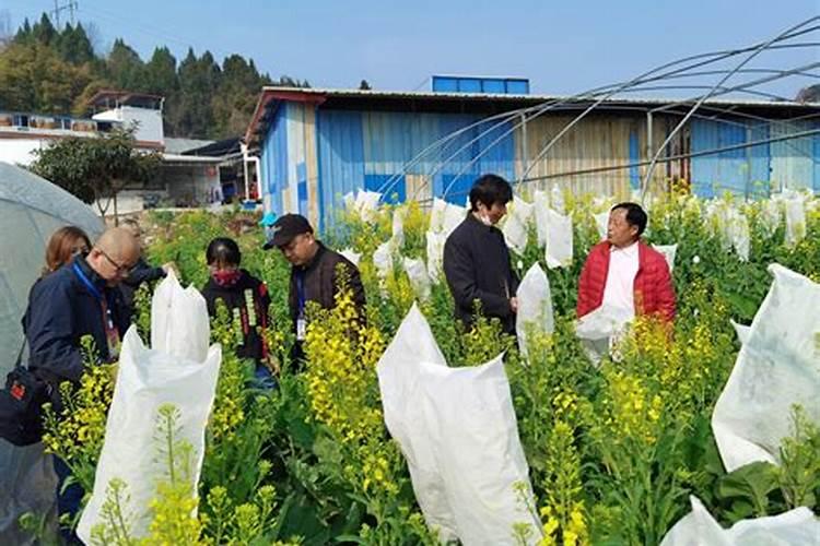 油菜专用肥料 油菜专用肥料是