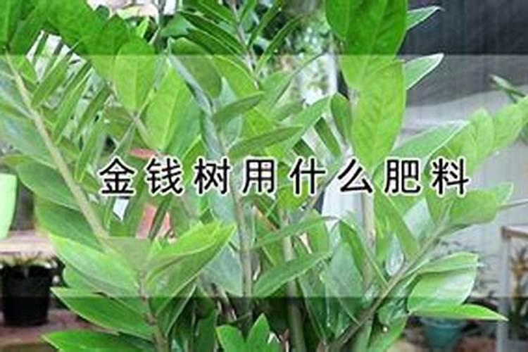 金钱树和发财树哪个好养