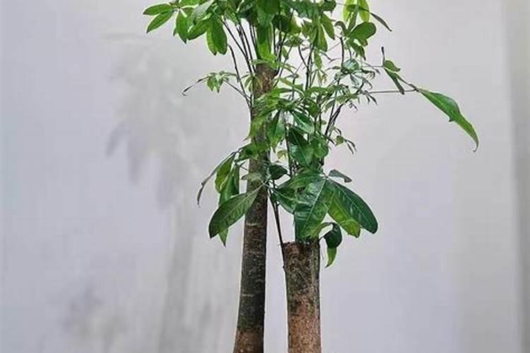养发财树、金钱树有方法,养好了能开“富贵花”,太漂亮了