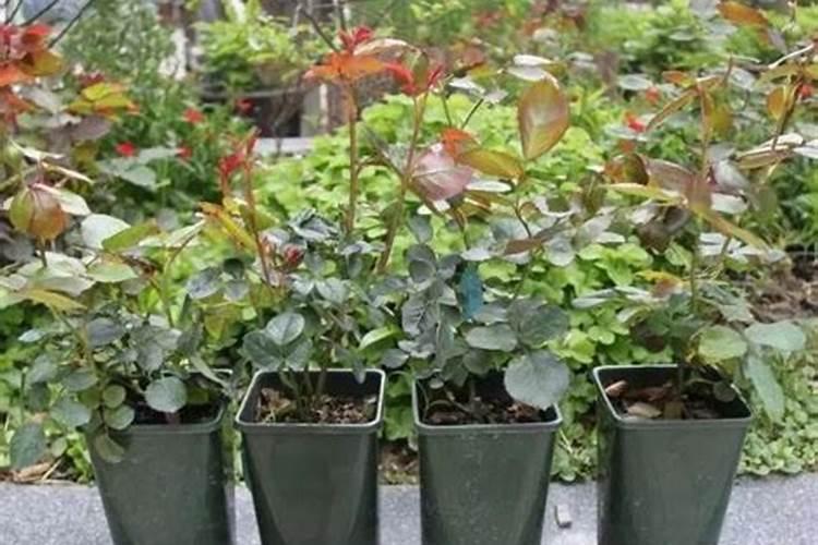 月季花发新芽子需要喷什么肥