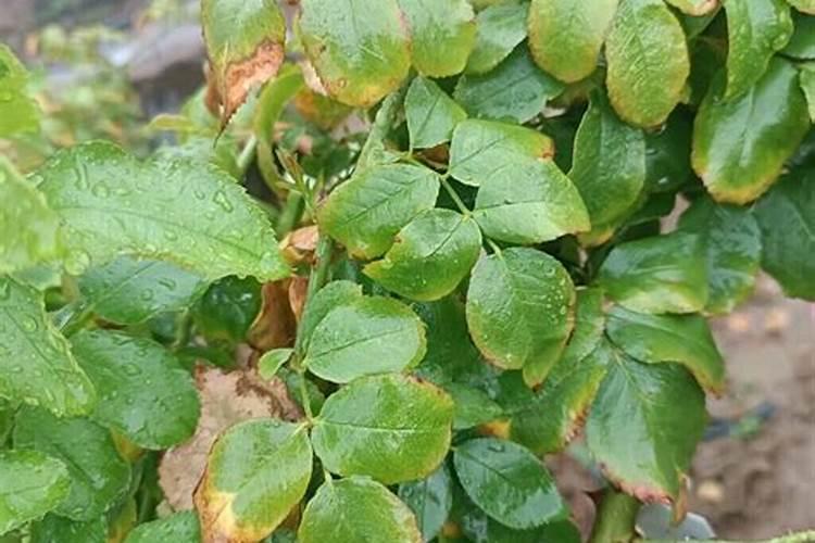 月季花新长的叶子黄且薄还是7片叶是怎么回事