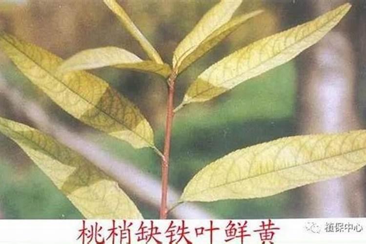 果树缺铁黄叶补救方法