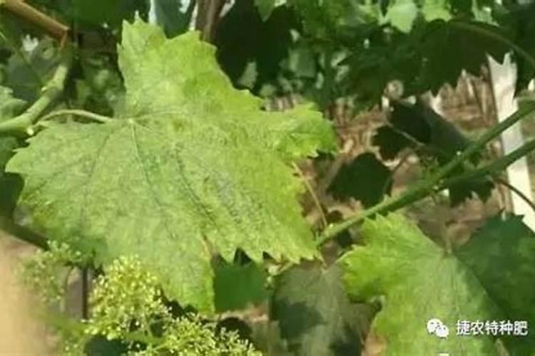 葡萄树叶子发黄干枯怎么办,4招让你的葡萄树叶绿果甜