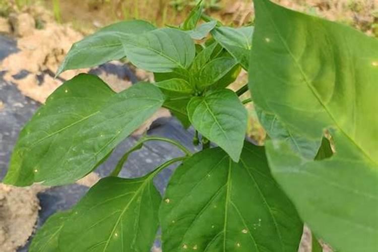 辣椒大部分有干尖头 改如何治疗