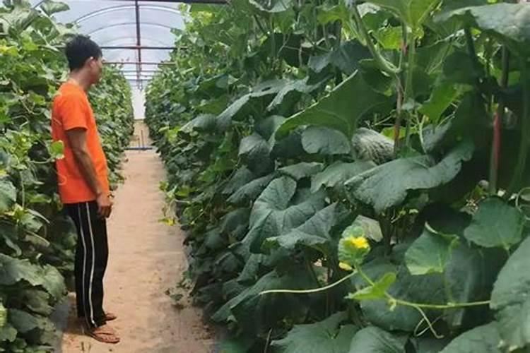 南瓜怎么施肥