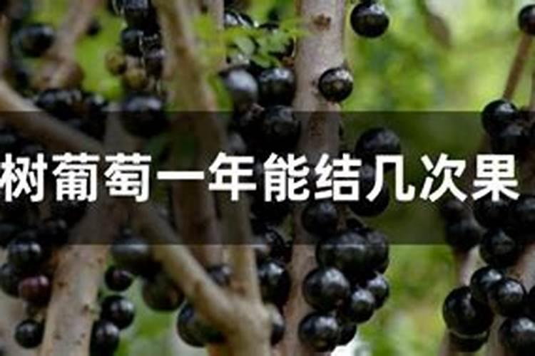葡萄补钙最佳时间