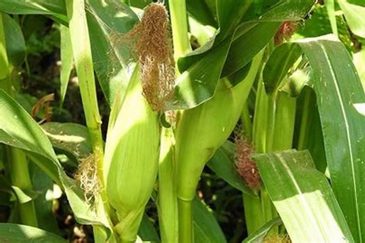 玉米上,锌肥和硼肥能不能配一起使用？玉米花期可以吗？
