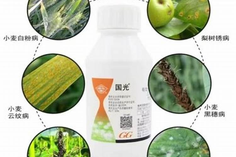 氨基酸叶面肥果树涂杆枝术怎么操作？