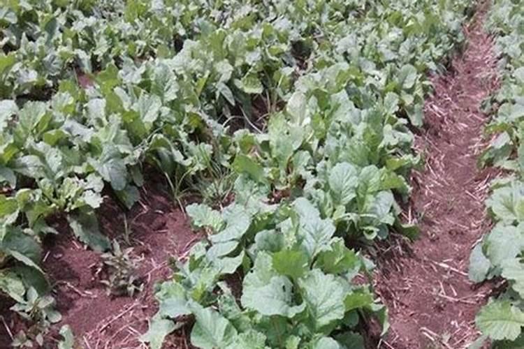 种菜用什么复合肥比较好 速效复合肥怎样给蔬菜施肥