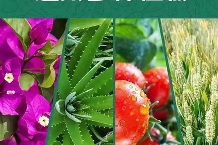 复合肥适合哪些花