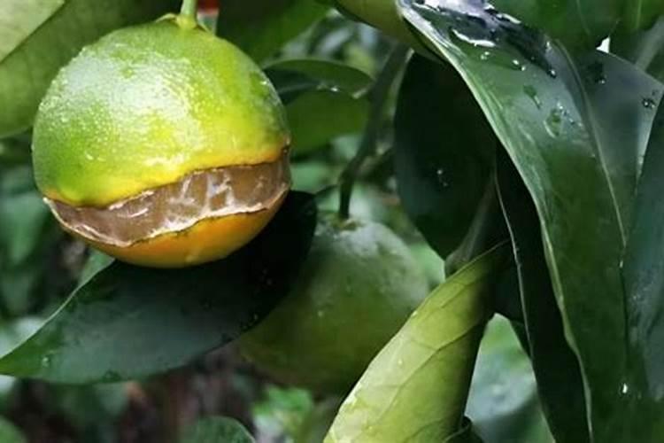 夏天给君子兰施少量豆饼肥料,没事吧？