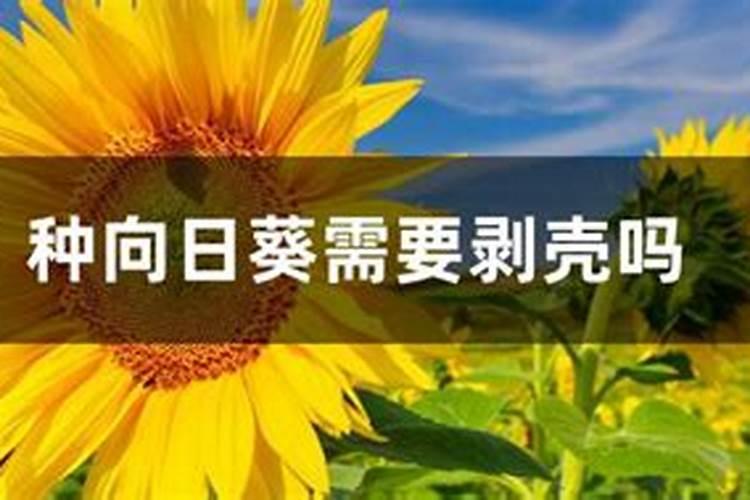葵花种用什么肥料
