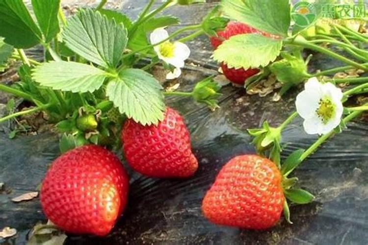 草莓用什么肥料果子又大又甜
