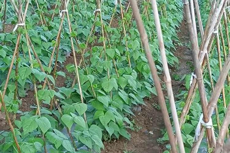 魔芋种植要用什么肥料不会烂？