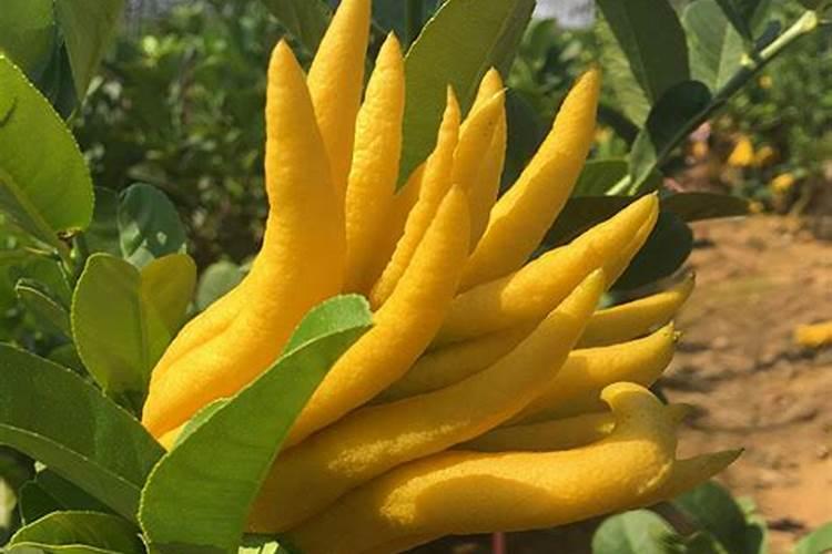 适合佛手种植的正确方法