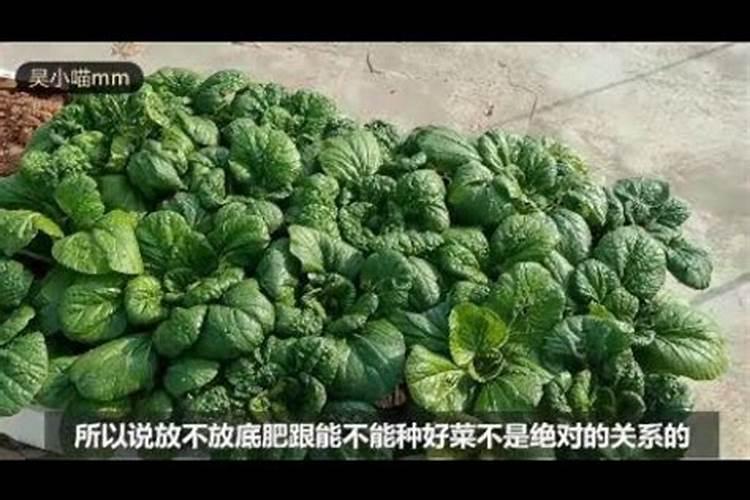 大姜怎样种植