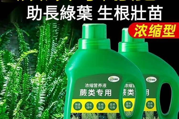 狼尾蕨新叶长不好的原因