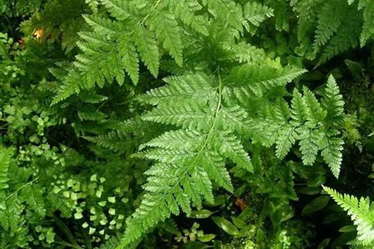 龙尾蕨种植方法 种植龙尾蕨的一种方法详解