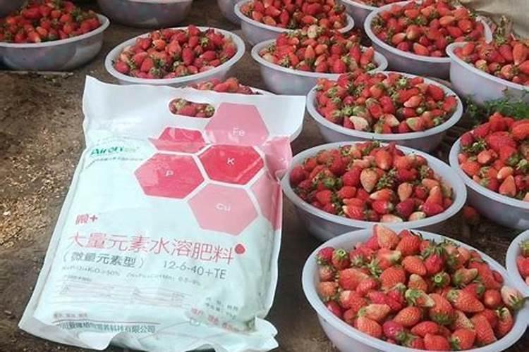 草莓各个阶段施肥