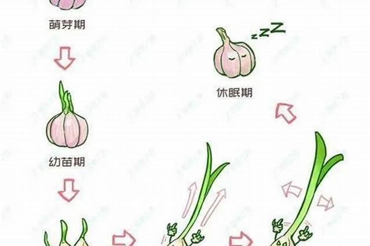 大蒜冲施肥用什么肥料好