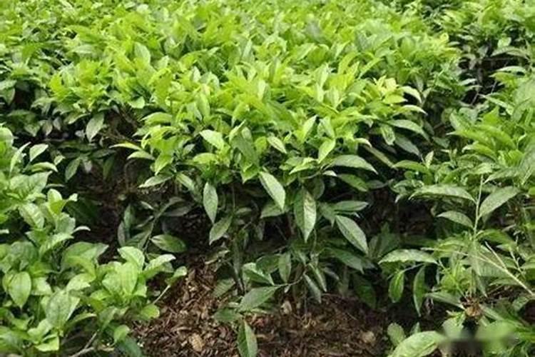 茶树用什么肥料长得快,茶树种植几年可以采摘