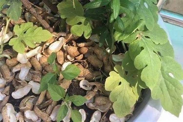 花生壳怎么发酵做营养土,花生壳如何做肥料