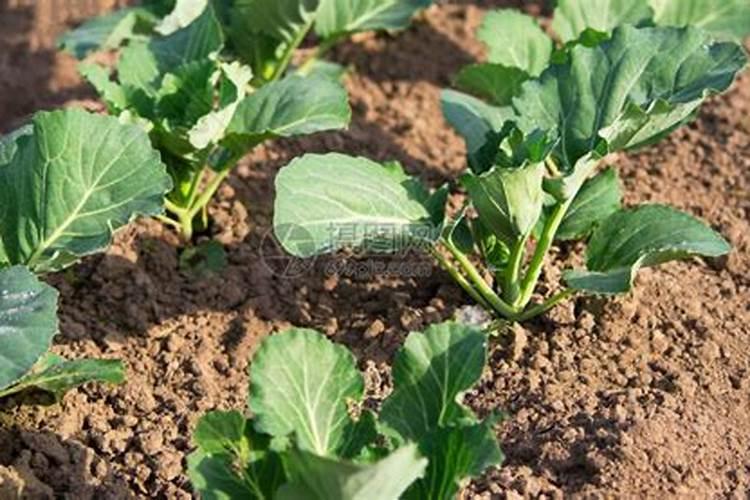 四平季小白菜出苗后怎样浇水施肥