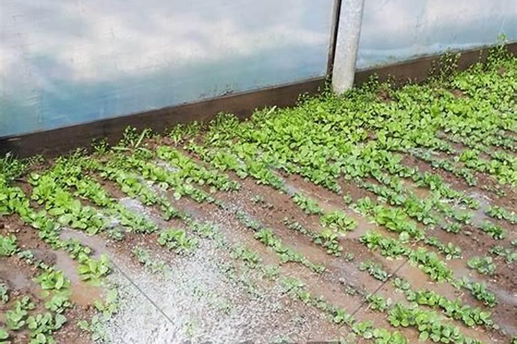 大白菜可以追尿素吗