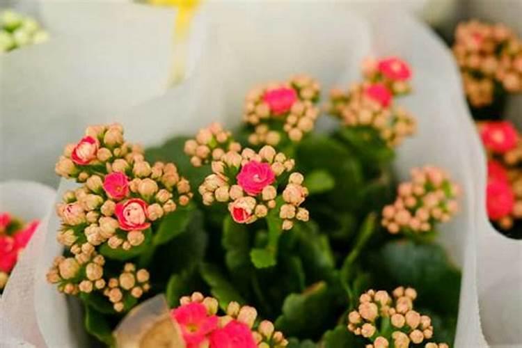 长寿花催花时间和方法