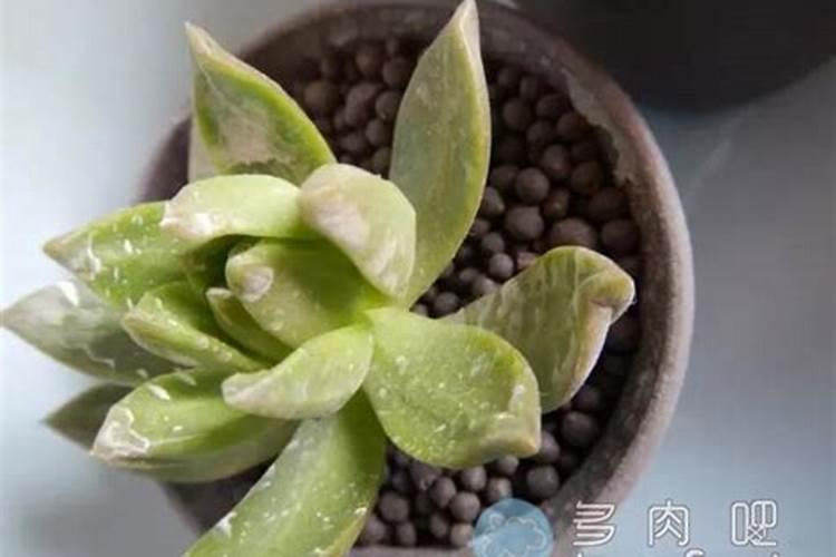 多肉植物用什么肥料养比例是多少
