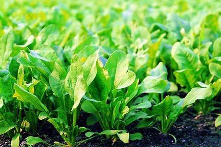 养殖菠菜应该怎么施肥