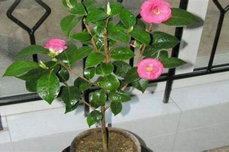 山茶花肥可以放其他花吗？