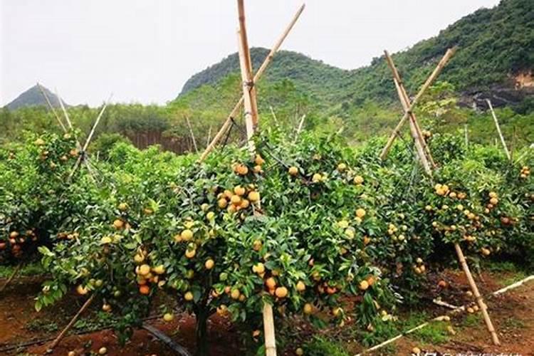 沃柑去刺方法 沃柑去刺方法是什么