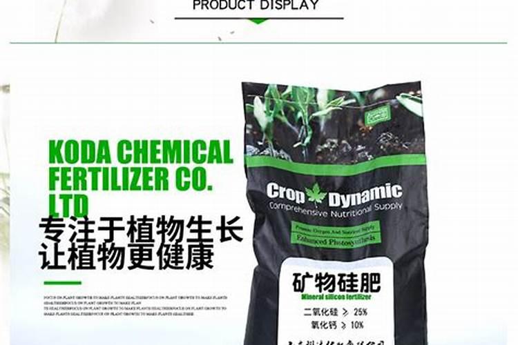 硅肥对水稻作用有多大？