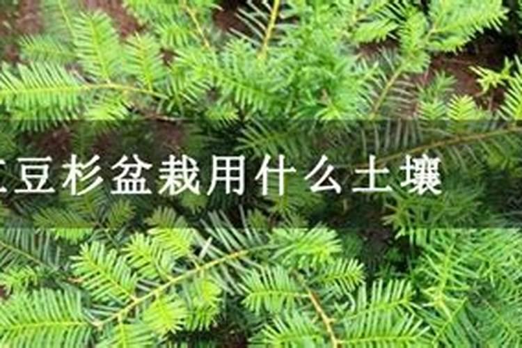 红豆杉需要用什么土