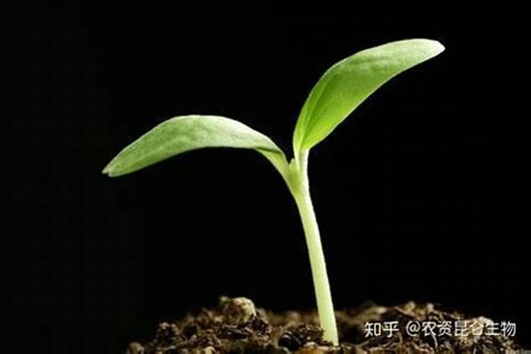 水产腐植酸钠的用途 黄腐酸和腐殖酸的区别