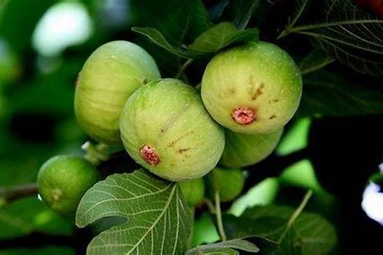 无花果用什么肥料 该如何管理
