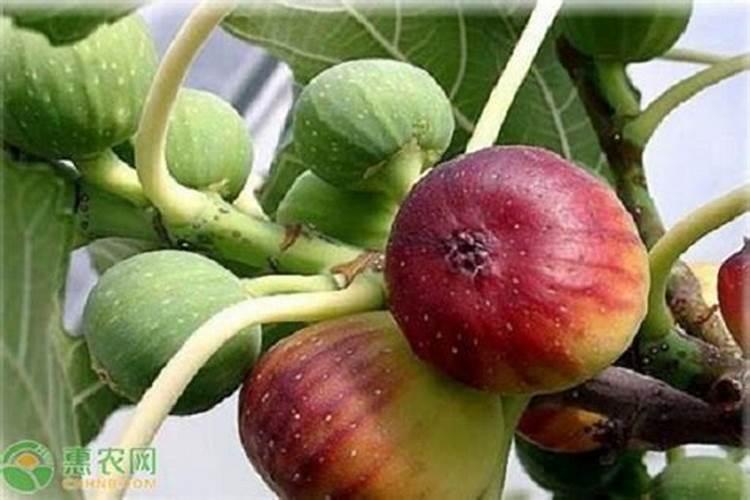 绿萝需要什么肥料 绿萝需要什么肥料才能更旺盛